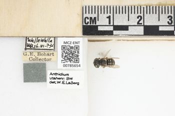Media type: image;   Entomology 785654 Aspect: Labels